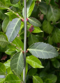 Climbing Spindle