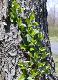 Climbing Spindle