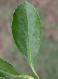 Japanese Spindle