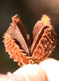 American Beech