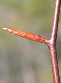 American Beech