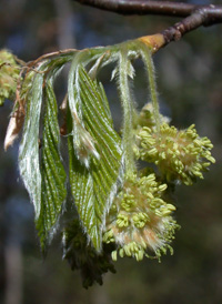 American Beech