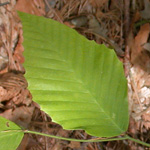 American Beech