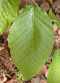 American Beech