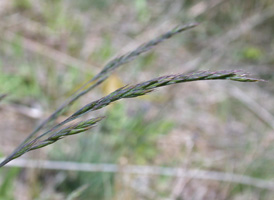 Hard Fescue