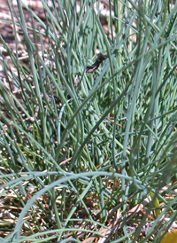 Hard Fescue