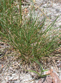 Sheep's Fescue