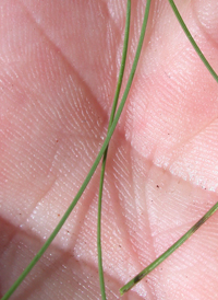 Sheep's Fescue