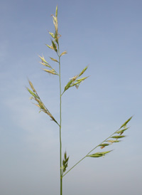 Red Fescue