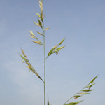 Red Fescue Red Fescue