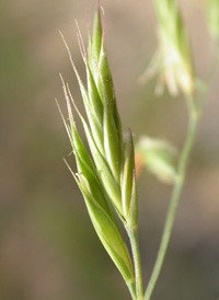 Red Fescue