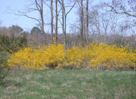 Common Forsythia