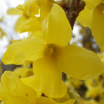 Common Forsythia