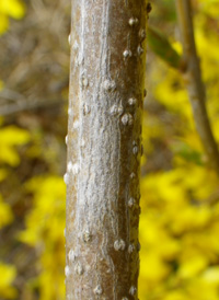 Common Forsythia