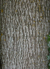 Green Ash