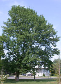 Green Ash