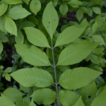 Green Ash Green Ash
