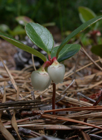 Checkerberry