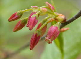 Black Huckleberry