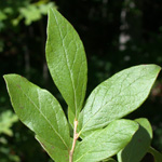 Black Huckleberry Black Huckleberry