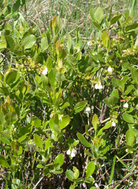 Dwarf Huckleberry