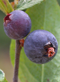 Dwarf Huckleberry