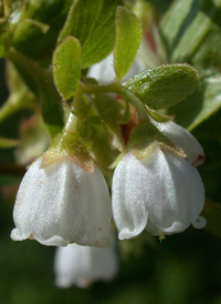 Dwarf Huckleberry