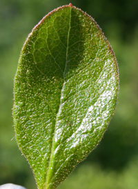 Dwarf Huckleberry