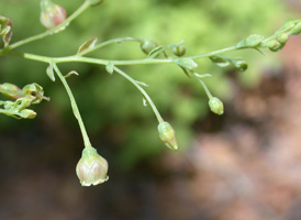 Tall Huckleberry