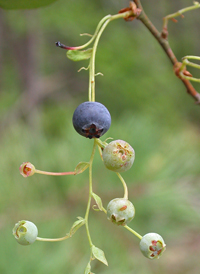 Tall Huckleberry