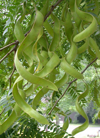 Honey Locust