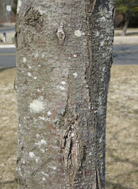 Honey Locust