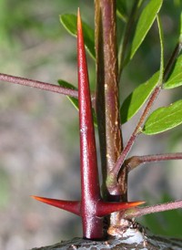Honey Locust