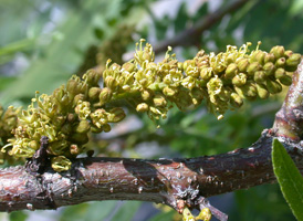 Honey Locust