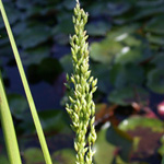 Blunt Manna-grass Blunt Manna-grass