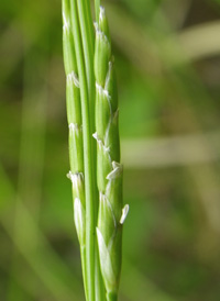 Floating Manna-grass