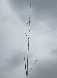 Floating Manna-grass