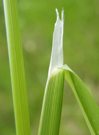 Floating Manna-grass