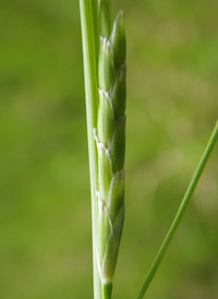 Floating Manna-grass