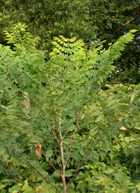 Kentucky Coffee Tree