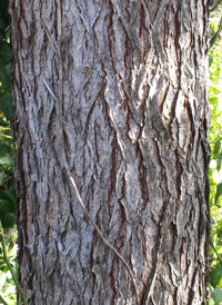 Kentucky Coffee Tree