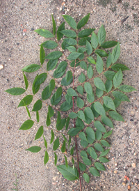 Kentucky Coffee Tree