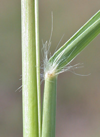 Broad-leaved Beard-grass