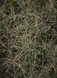 Broad-leaved Beard-grass