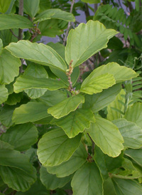 Intermediate Witch-hazel