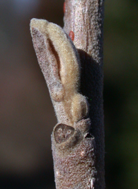 Intermediate Witch-hazel