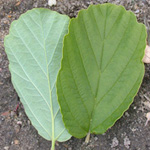 Intermediate Witch-hazel Intermediate Witch-hazel