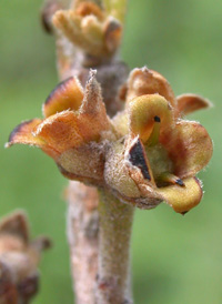 Intermediate Witch-hazel