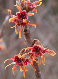 Intermediate Witch-hazel