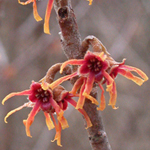 Intermediate Witch-hazel